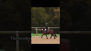 #pony