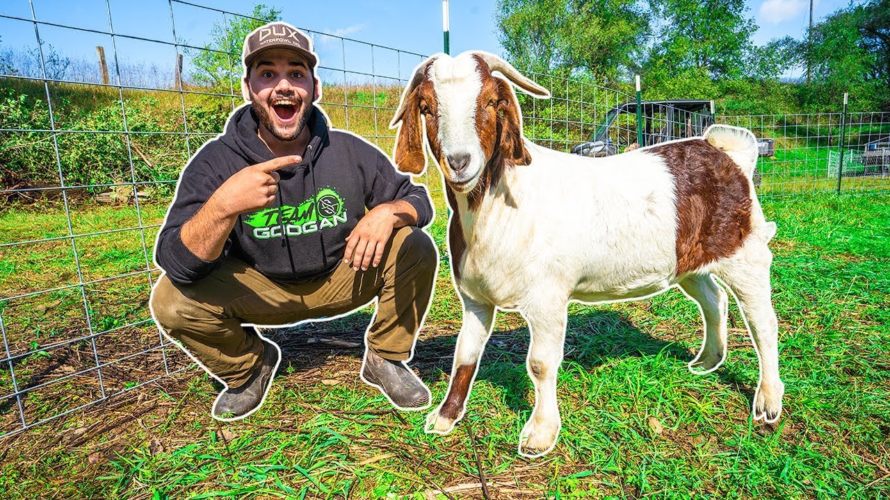 I Bought a GIANT GOAT for My BACKYARD FARM