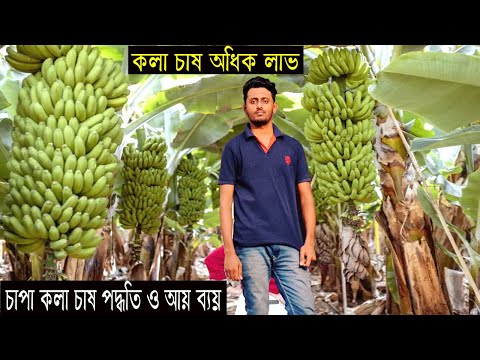 কলা চাষ করে ২ লক্ষ টাকা আয় ৪২ শতকে - চাষ পদ্ধতি ও আয় ব্যয় - চাপা কলা চাষ অধিক লাভ - Banana Farming