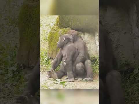Silverback Gorilla Checking on His Daughter's Health #funny #fypシ #fyp #mypet #foryou