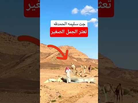 تعثر الجمل الصغير #جمل #فجأة #يجري #صحراوي