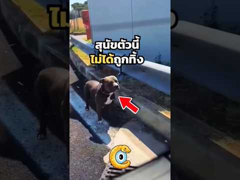 ความรักคือการดูแลและปกป้องโดยไม่หวังสิ่งตอบแทน #ไดอารี่สัตว์โลก #CreatureDiaries #สุนัขแสนรู้