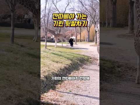 깐따삐야 보내 버리는 기린 뒷발차기