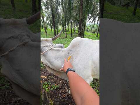 penyuntikan vitamin pada sapi bertanduk panjang #cow #animals #shorts