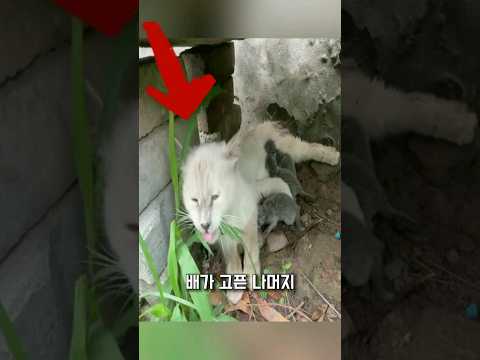 고양이가 울고 있던 이유