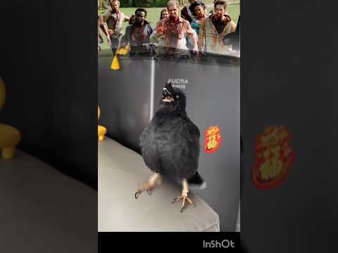 মিঠু তুমি জম্বির মতন ডাক দিয়ে দেখাও তো সবাইকে/Mithu can scream like a zombie.#shalikpakhi #birds