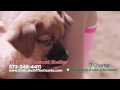 Dogwood Animal Shelter Operations