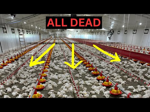 Why 90% of Poultry Farmers FAIL—Are You Making These 10 Critical Errors?