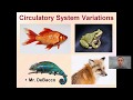 Circulatory Systems in Vertebrates