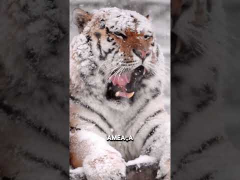 O único felino que caça humanos! #curiosidades #tigres #animais #fatoscuriosos