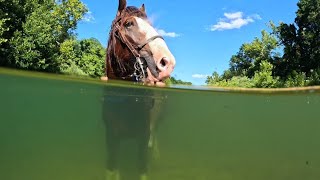 The AQUATIC Clydesdale Horse