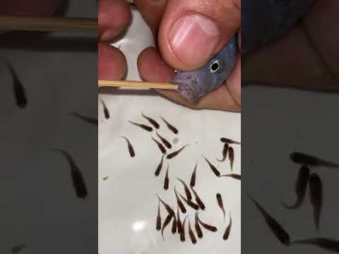 Blue cichlid fish giving birth to 34 baby fish 😍