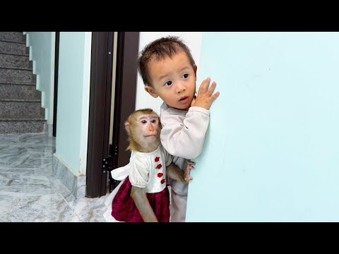 Monkey Kaka and Diem hide behind the wall for fear of taking medicine.