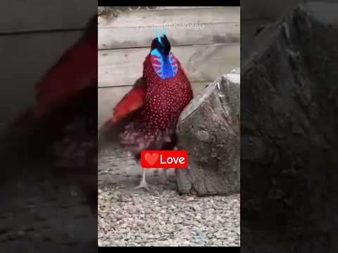 Love is also found in animals.#beautiful #animals #funny #cute #video #birds #shorts #viral #yt