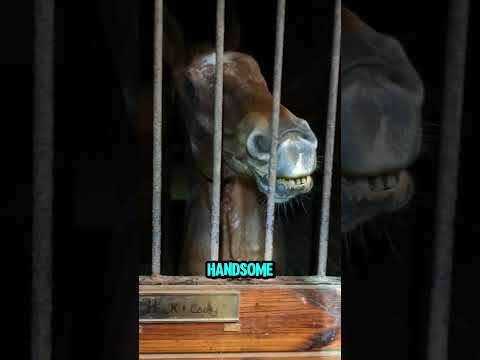 This horse lost his eyes