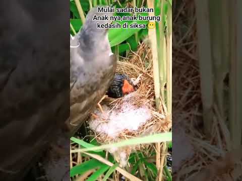 anak burung kedasih #sarangburung #anakburung #kedasih