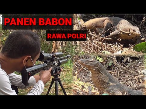 BERBURU HAMA BIAWAK MASIH DI SPOT POHON DURI