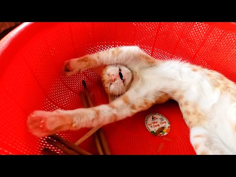 Cute Cats Sleeping in Weird Positions and Places 🏡