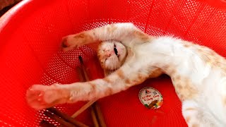 Cute Cats Sleeping in Weird Positions and Places 🏡