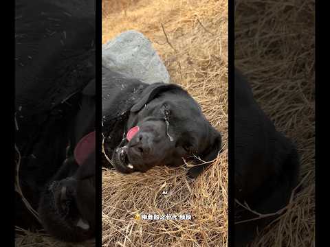 Nobody Love BLACK dog 🐕🥺😭 #shorts #ytshorts