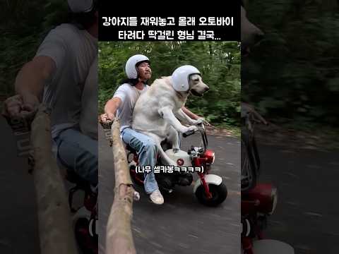 강아지들 몰래 오토바이 타려다 딱 걸려서 결국 태워줌