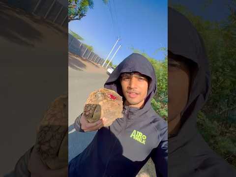 Mere tortoise ko kya ho gaya 🐢😭 | tortoise ko chot lag gai #shorts #shortvlog