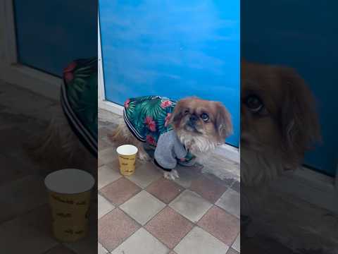 Собачка Зарабатывает Деньги #короткиевидео
