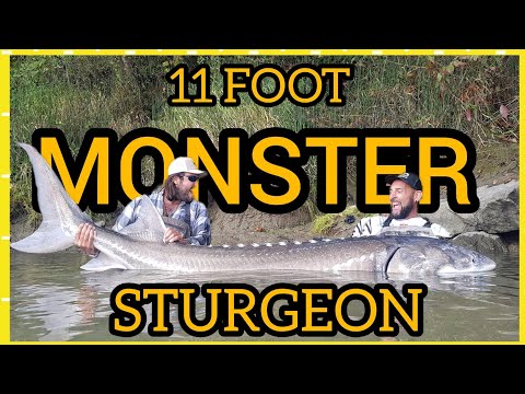 11 Foot Monster White Sturgeon in British Columbia by Yuri Grisendi