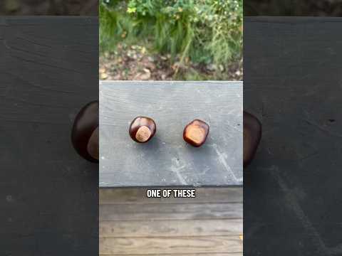 POISON or SNACK? Big Brown Nut Edition!