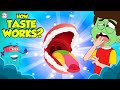 Taste Perception and Taste Buds