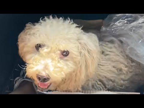 The woman adopted a dirty and unkempt stray dog while on vacation!