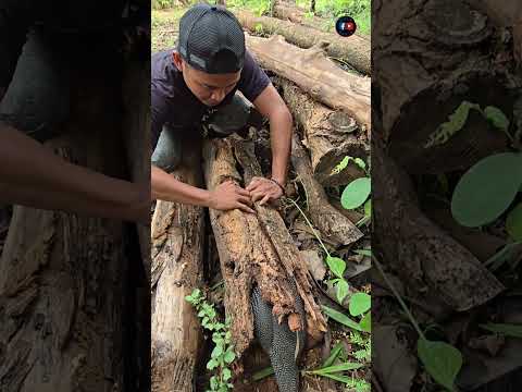 The moment the jungle fowl was discovered in the wood #shorts