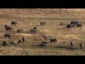 Great Elephant Census Insights