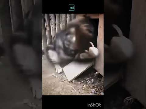 ഇത് എന്ത് ജീവിആണ് #viralshort #viralvideo #video