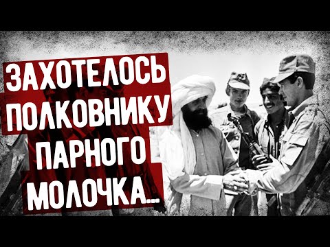 "Афганская Корова" Или Особенности скотоводства в полку Шурави