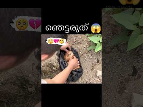 ഇത് കണ്ടാൽ നിങ്ങൾ കരഞ്ഞു പോകും 😭❗️ unknown facts | facts Malayalam #shorts  #viral #trending