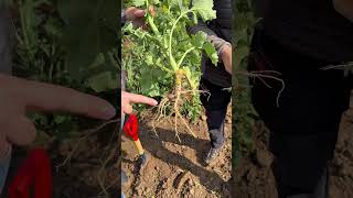 Ino Brassica - spēks ziemas rapšu saknēm