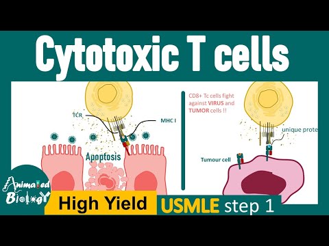 Cytotoxic T cells | CD8+ cytotoxic T cells in immunity | viral immunity and CD8+ T cells | USMLE