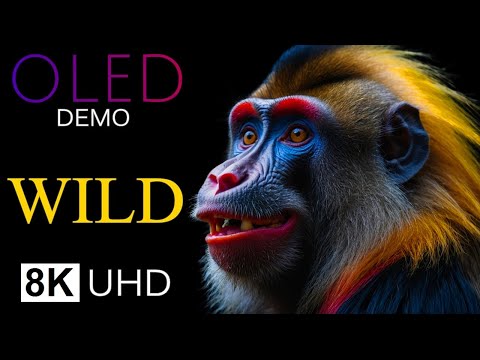 8K WILDLIFE ENCOUNTERS - Vibrant Animals Showcase 8K ULTRA HD