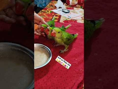Feeding M Help🦜💞 #parrot #birds #shorts #ytshorts #viralvideo #eat #talking #somendradeepak #feeling