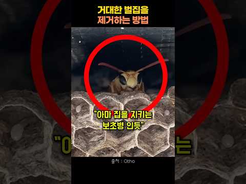 벌집을 제거하는 놀라운 방법