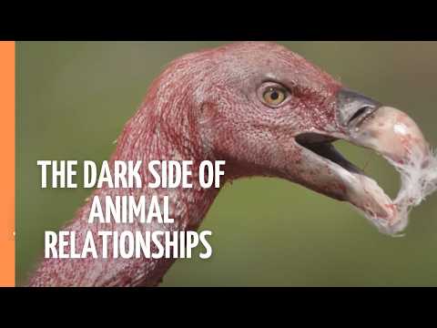 Dangerous bonds: Secrets of animal social life revealed | Full Documentary