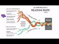 Reading Comprehension and Instruction Concepts