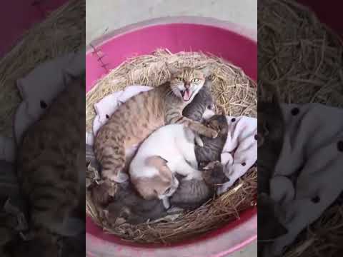 Nothing Is Cuter Than Kittes Cute Cats Shorts Clips 😺😘😘 -EPS1207 #cutenessoverload
