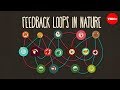 Understanding Feedback Loops in Nature