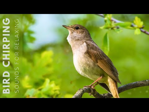 Burung Bernyanyi - 24 Jam Suara Burung yang Menenangkan, Suara Alam yang Lembut, Burung Berkicau