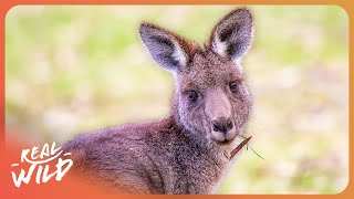 Baby Animals Learn To Survive In The Most Extreme Place On Earth | 4K