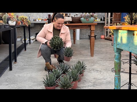 Suculentas que Vão MUDAR Seu Jardim Para Sempre