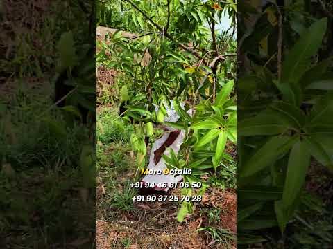 കിടന്നു പറിക്കാവുന്ന (Banana Mango Plant) മാവുമായി Liya Garden Chattipparamba