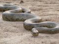 Anaconda Plan and Its Objectives